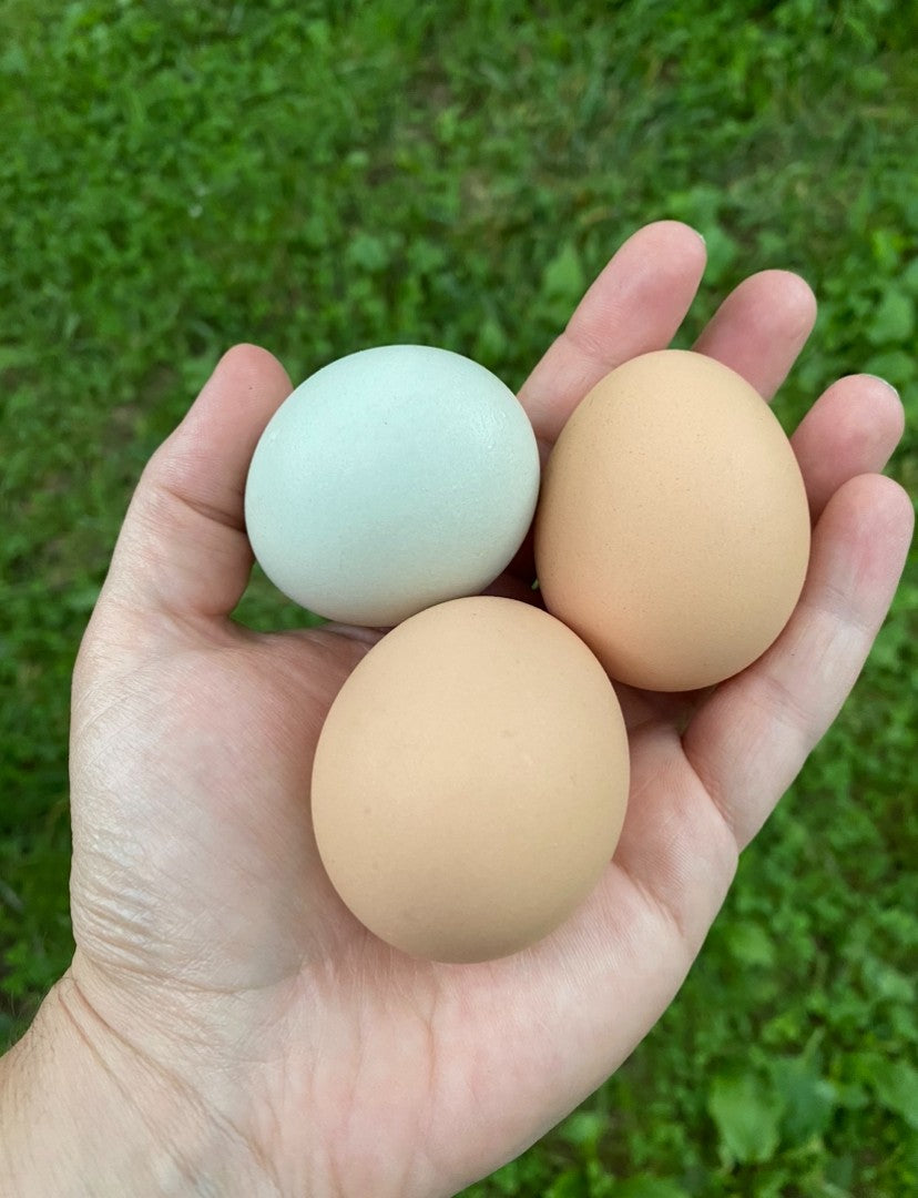 Dozen Chicken Eggs
